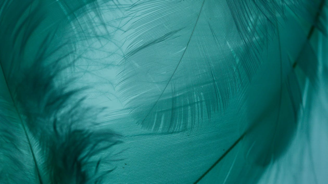 Close-up Shot of Feathers on a Teal Background · Free Stock Photo