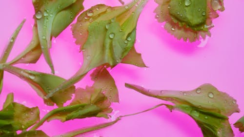 Green Leaves on Pink Background