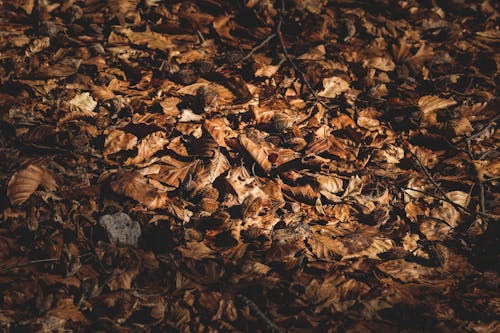 Dry autumn fallen on ground in park