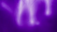 Photograph of a Purple Background