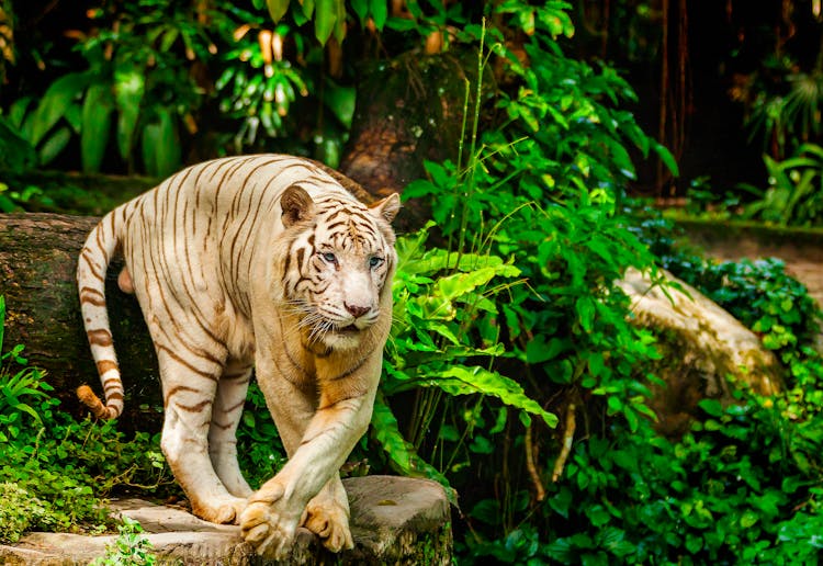 An Albino Tiger On A Wooden Logs