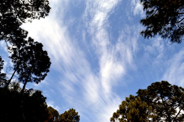 Céu calmo com nuvens leves vistas através de árvores altas em um ambiente florestal tranquilo.