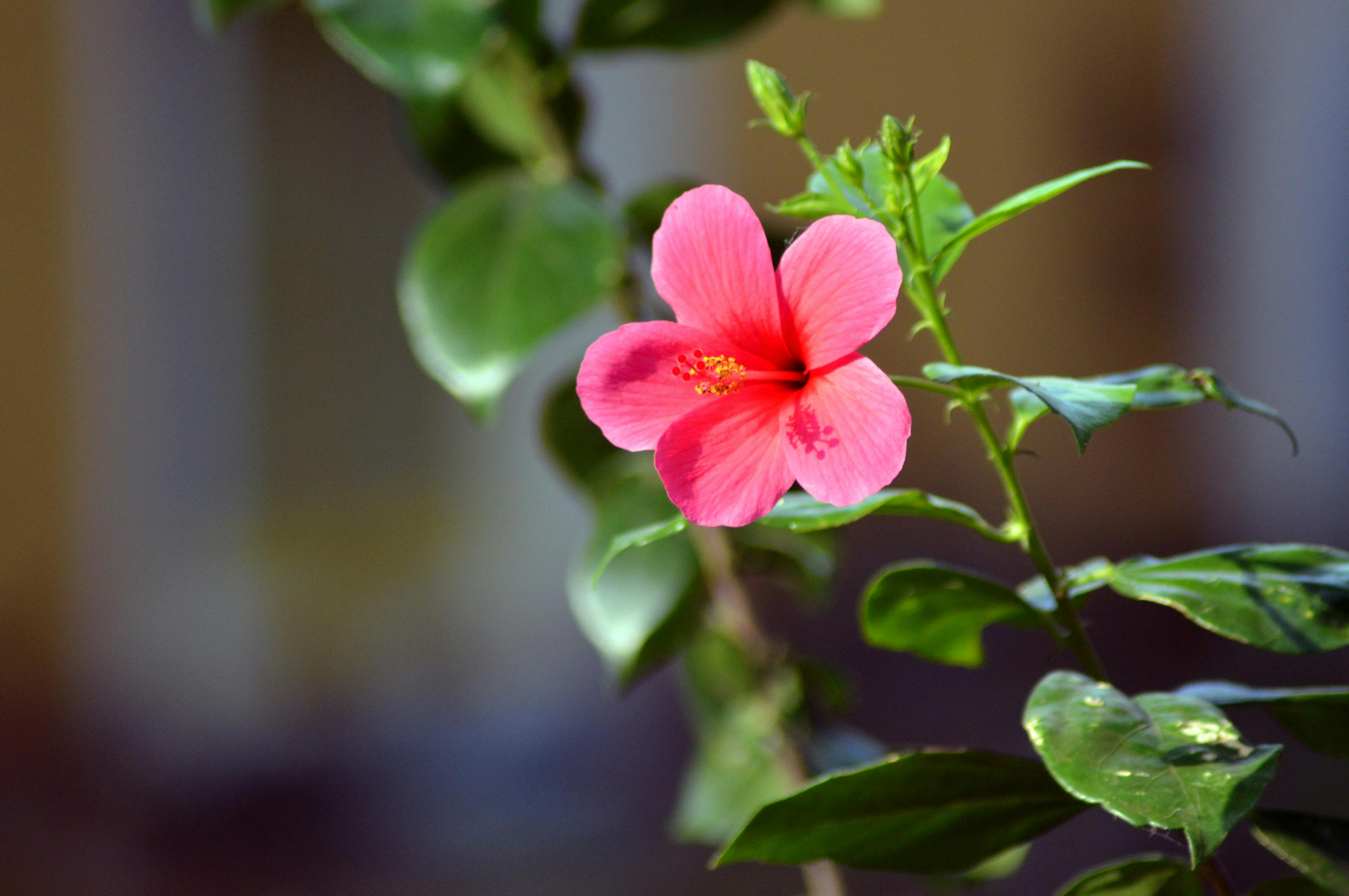 Free stock photo of china rose, flower, red flower