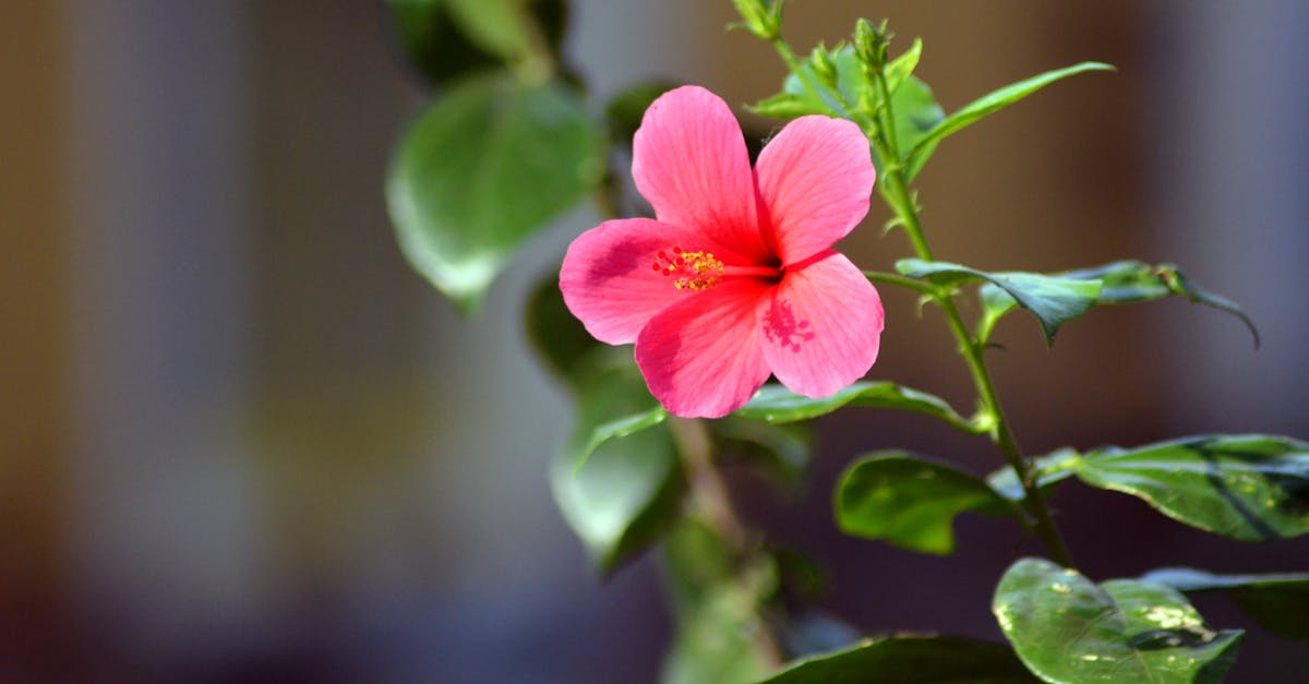 Free stock photo of china rose, flower, red flower