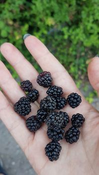 Blackberries