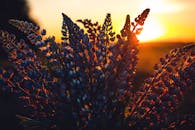 日落天空充满活力，映衬出大自然美丽的剪影