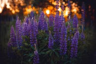 在生动的日落背景下，紫色的韭菜花营造出宁静的自然景观