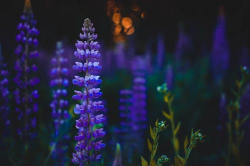 Photographie En Profondeur De Fleurs Violettes