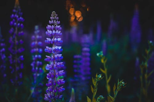 Depth of Field Photography of Purple Flowers