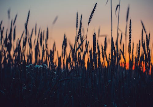 Fotografía En Primer Plano De Hierba