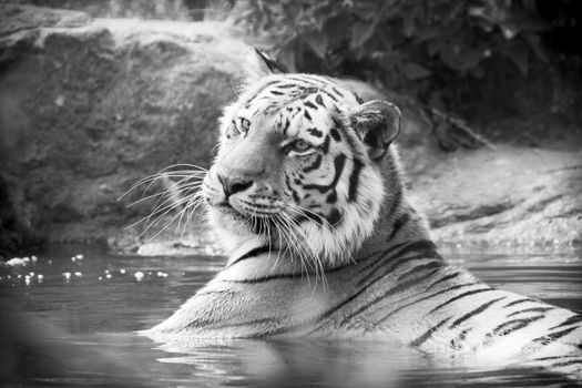 Close-up black and white image of a tiger in water, capturing wild beauty.