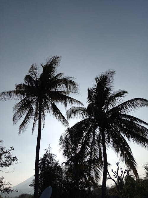 Foto profissional grátis de alto, folhas, palmeiras