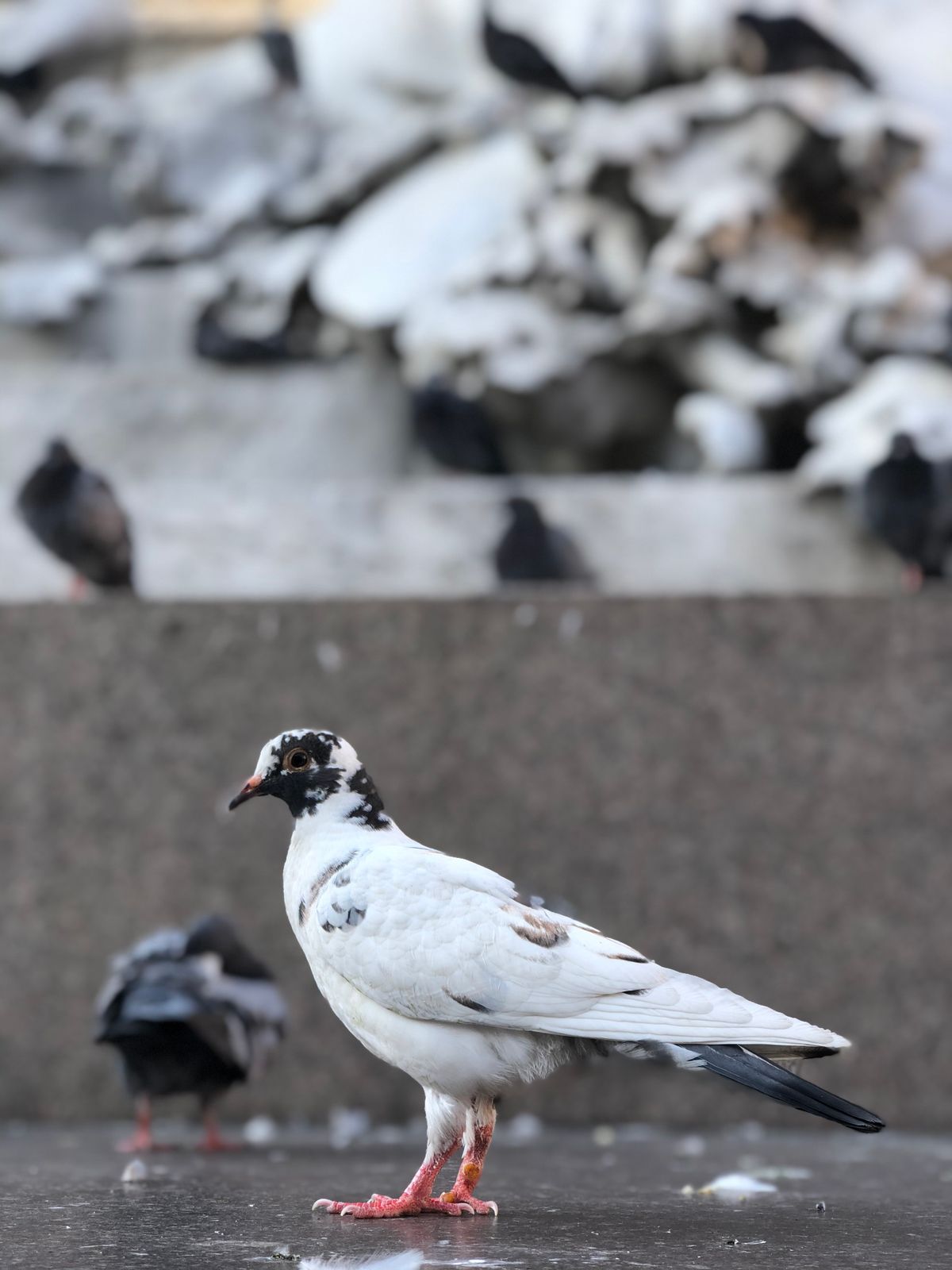 Before and after: professional subway & transit pigeons treatment by WD Pigeon Solutions — pigeon control