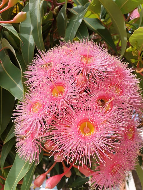 Free stock photo of beautiful flowers, bright colours, gum tree flowers Stock Photo