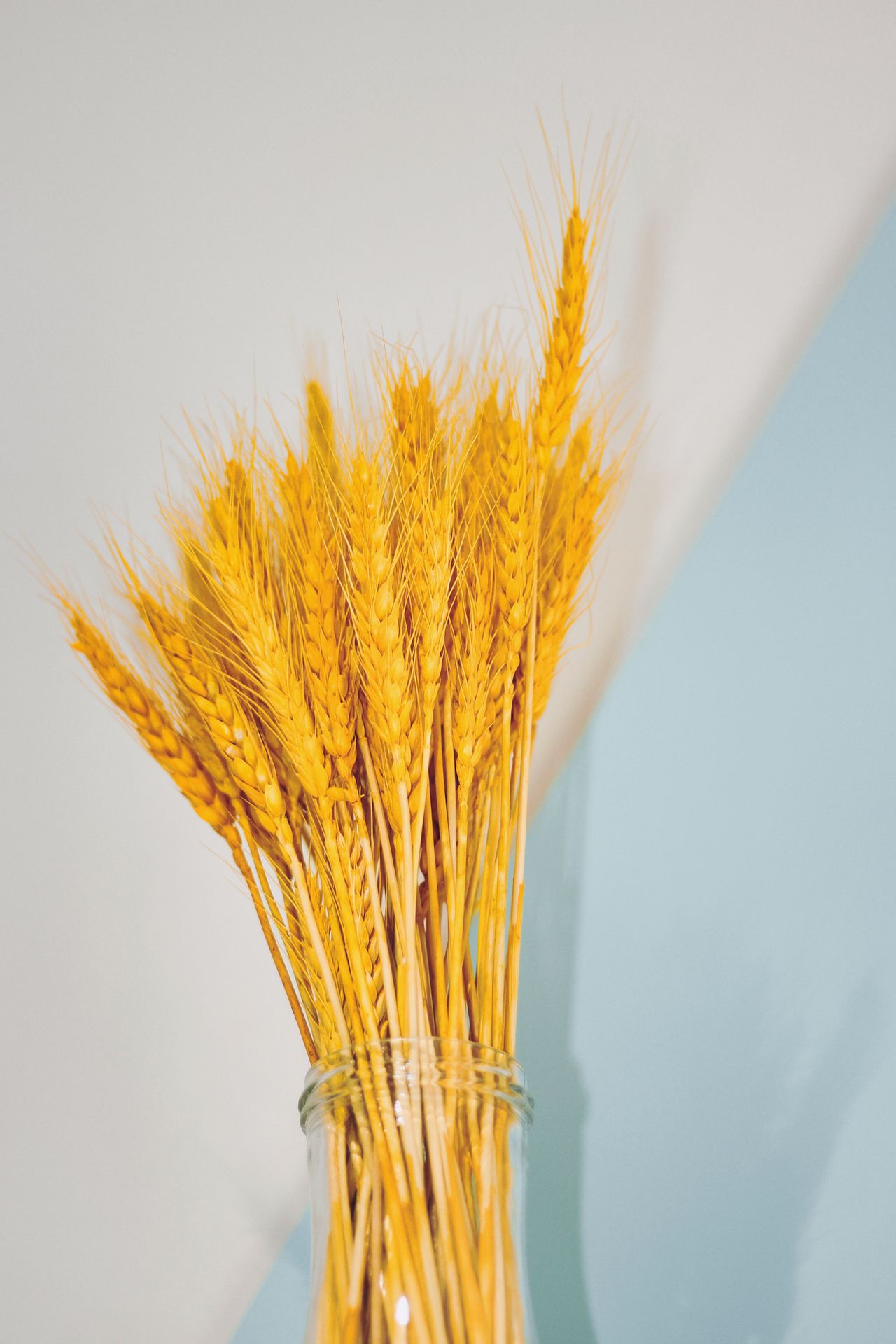 Dried golden wheat stalks standing tall in a clear glass jar