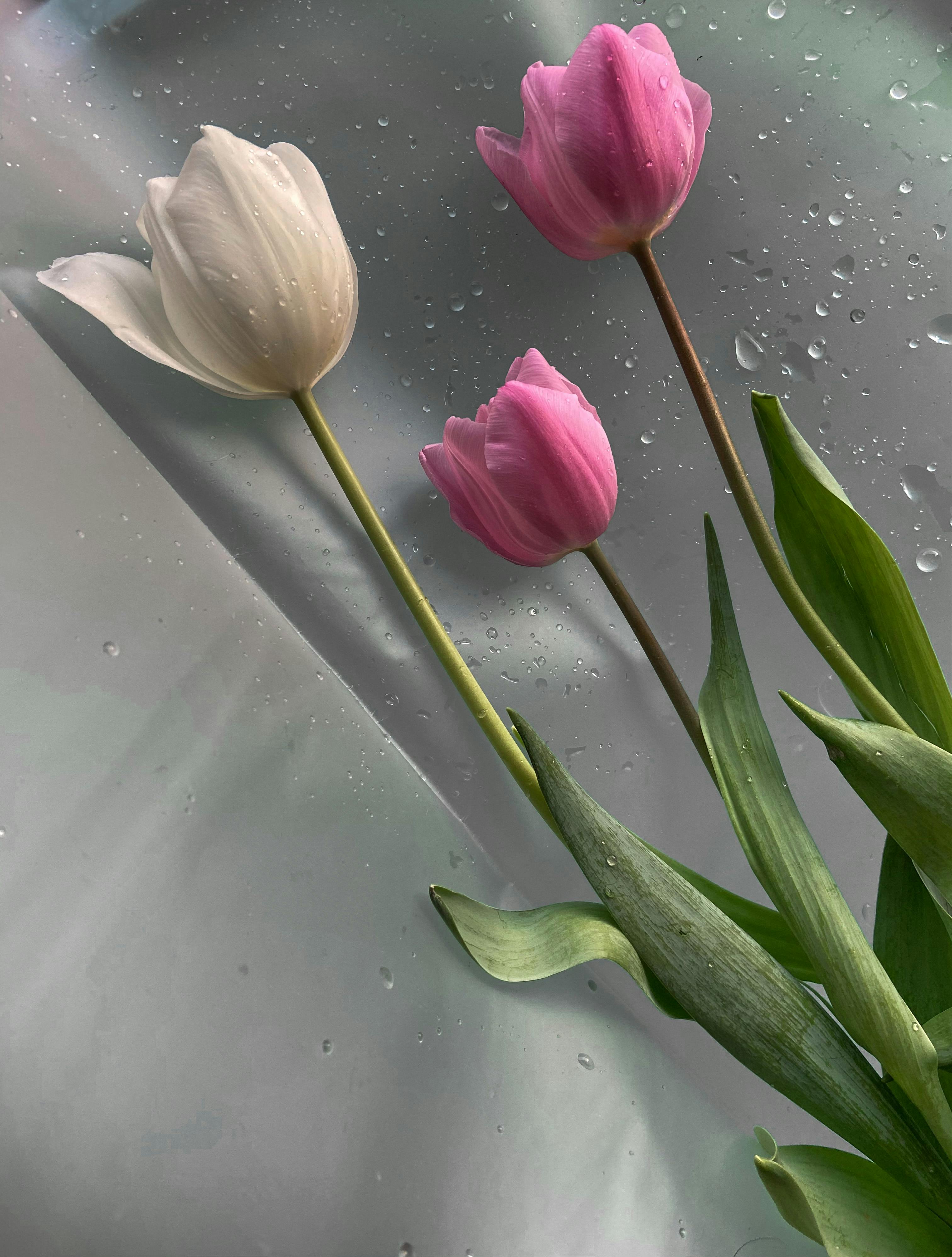 Pink And White Tulip Flowers · Free Stock Photo