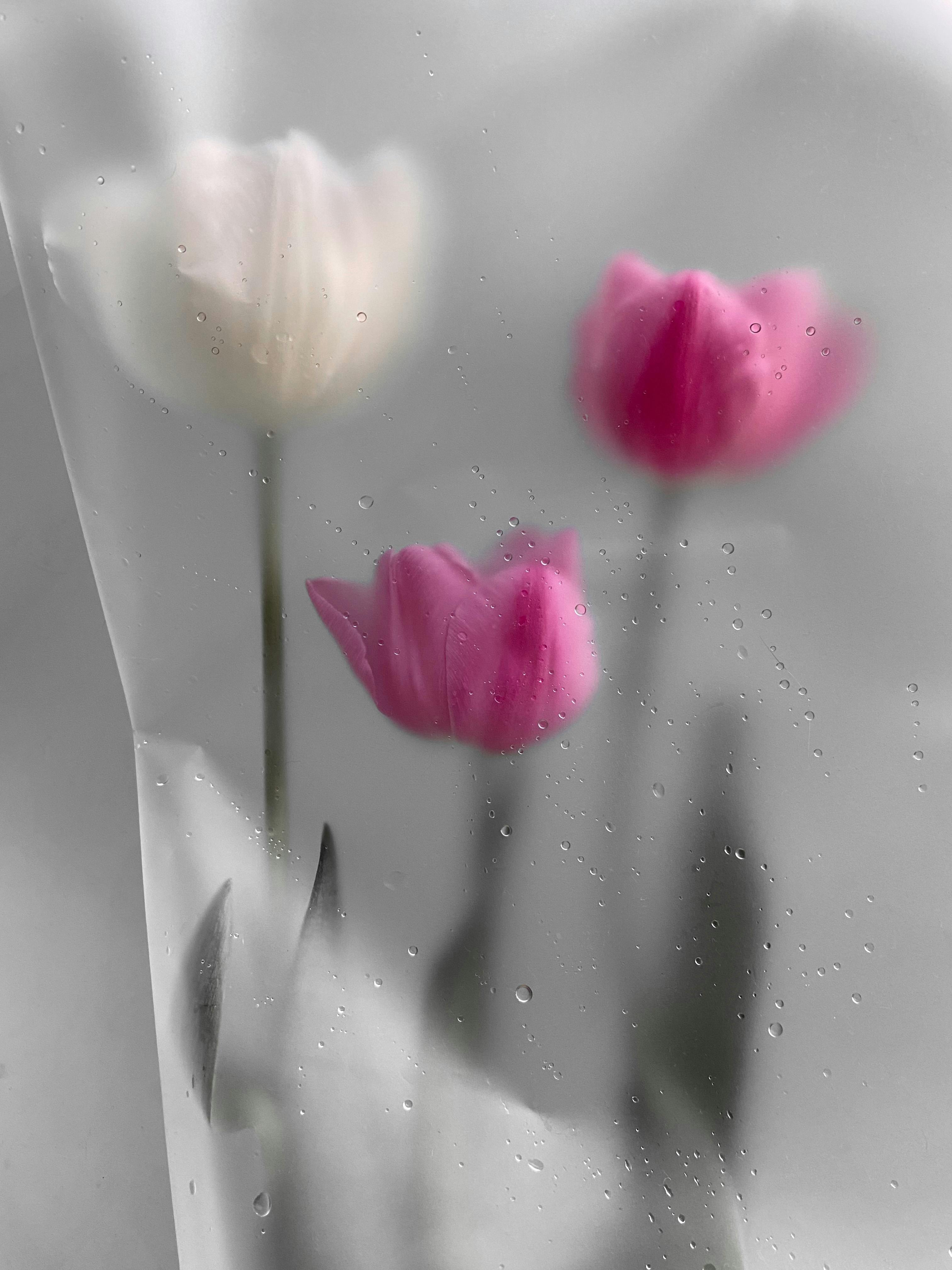 Wet Flowers Photos Download The BEST Free Wet Flowers Stock Photos  HD  Images