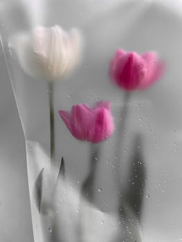 Beautiful tulips viewed through a translucent surface with water droplets, evoking delicate elegance.