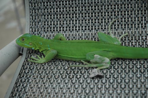 Free stock photo of iguana Stock Photo