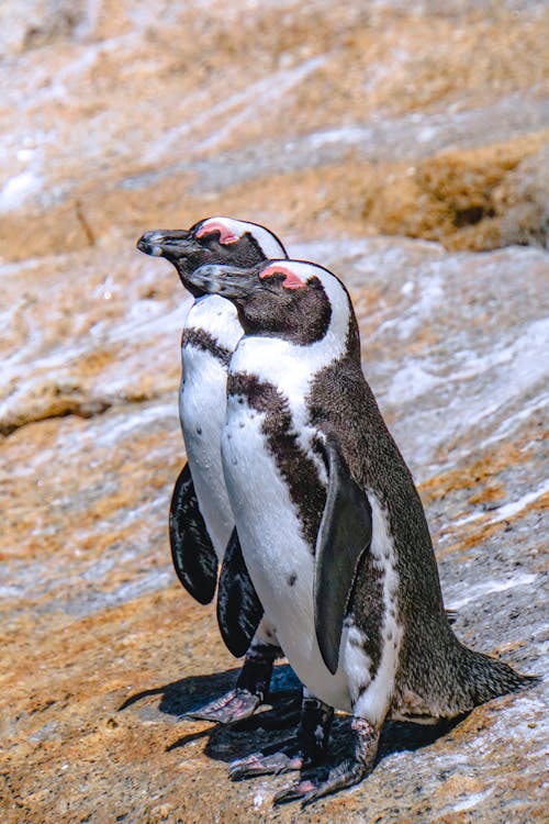 Kostnadsfri bild av afrikanska pingviner, djurfotografi, fåglar