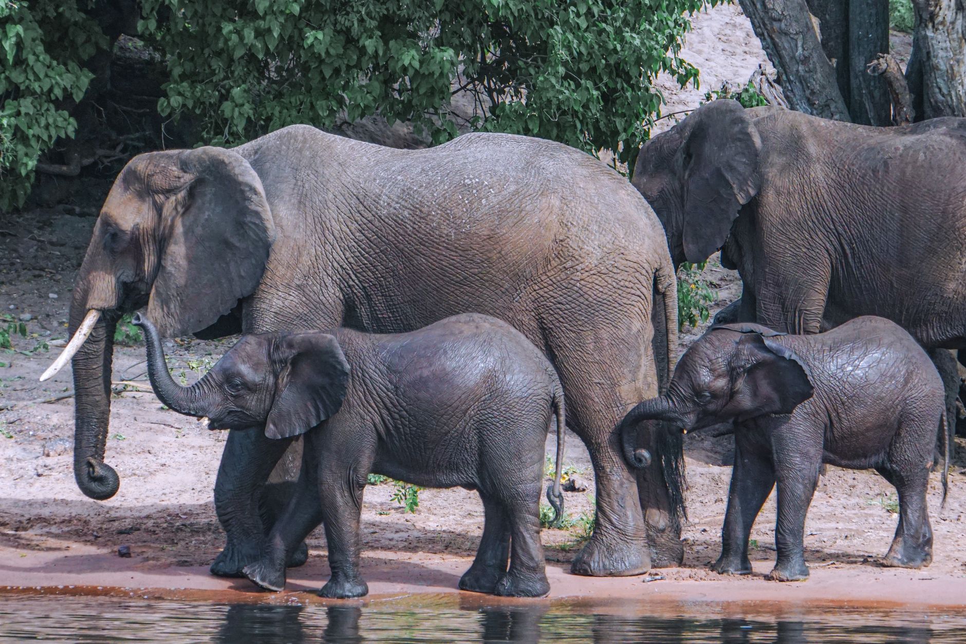A herd of African elephants with calves walking by a riverbank in Botswana.