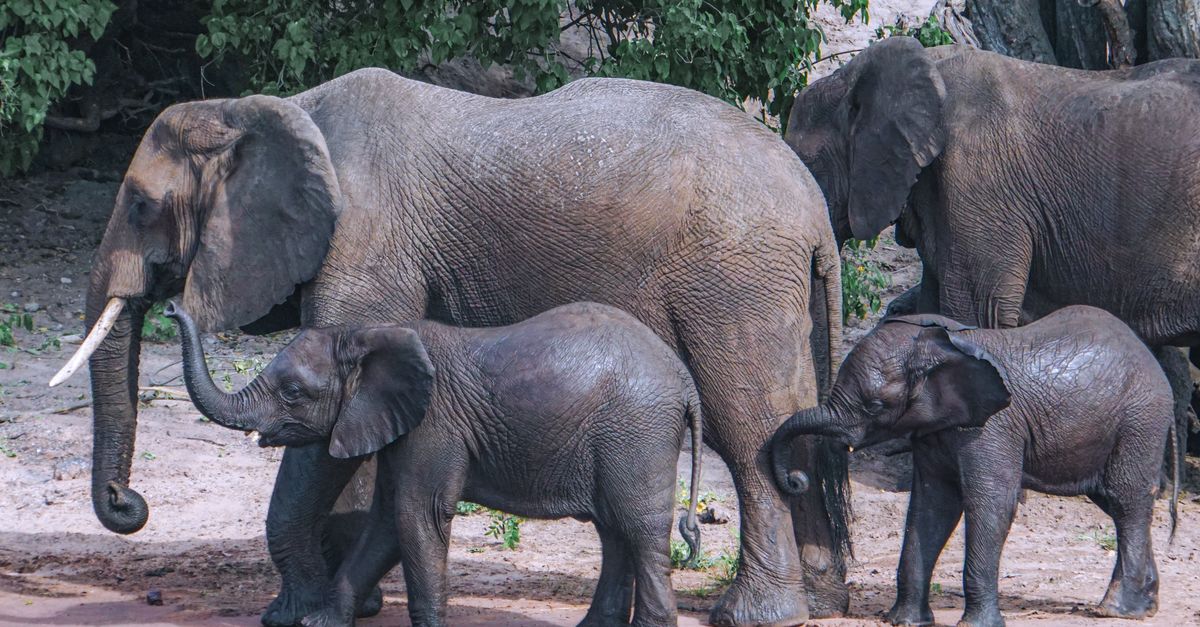 Botsuana: RSE en servicios que impulsa educación y conservación de fauna Botsuana: RSE en servicios que impulsa educación y conservación de fauna