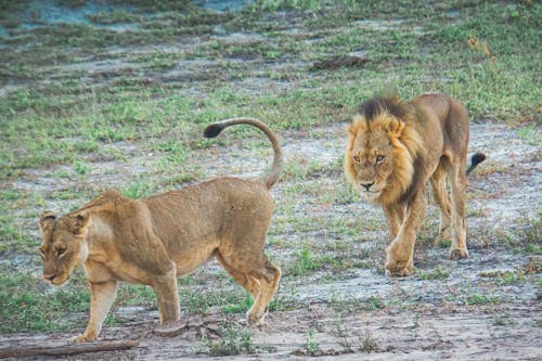 Free stock photo of etosha, lion, lions Stock Photo
