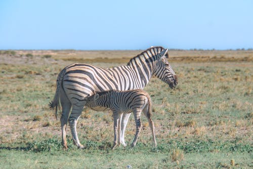 Free Zebras on Grass Land Stock Photo