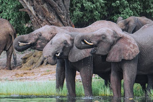 Herd of African Elephants Drinking Water