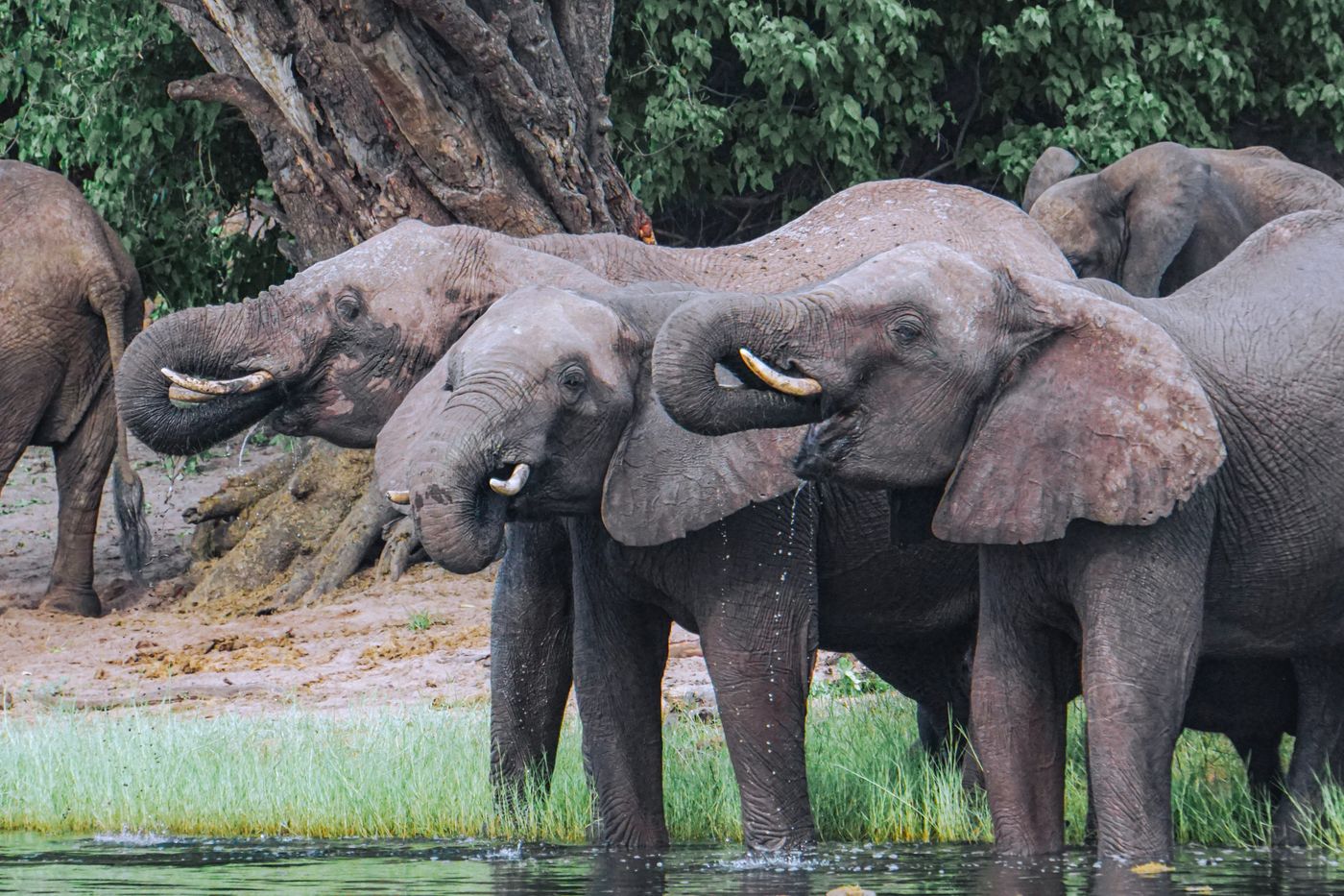 A herd of African elephants drinking together at the water’s edge in Botswana’s dry-season wilderness.