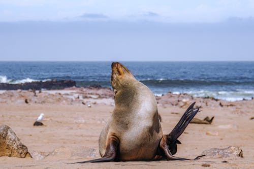 Foto stok gratis anjing laut, binatang, fotografi binatang