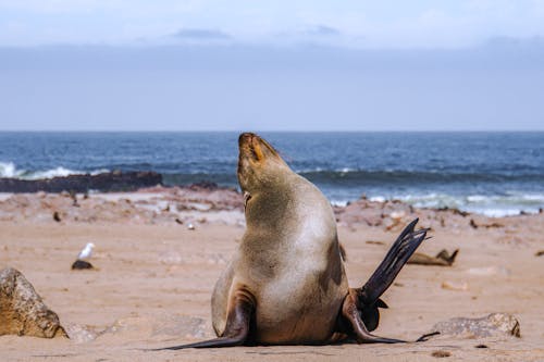 動物, 動物攝影, 海封 的 免費圖庫相片