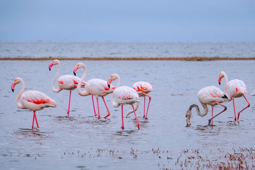 Free Beautiful flamingos wading in a lake in Namibia, showcasing their elegance and vibrant plumage. Stock Photo