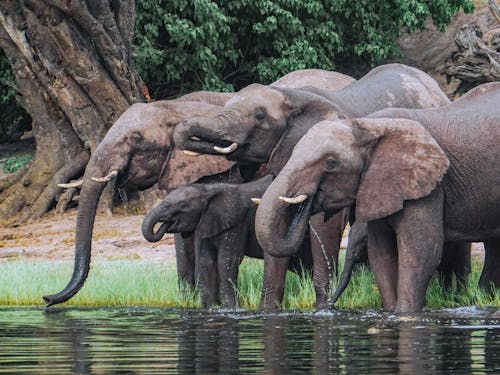 Kostnadsfri bild av djurfotografi, dricka, elefant snabel