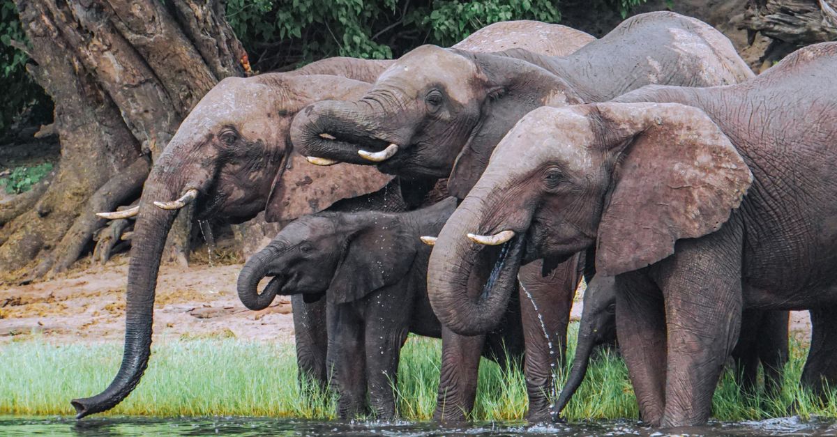 Photo of Botswana