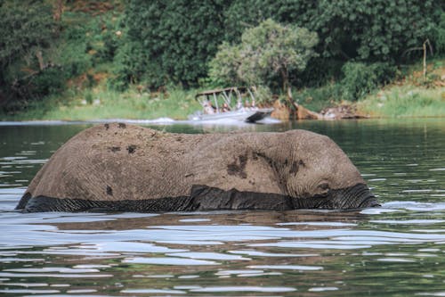 Free An Elephant Submerged in Water Stock Photo