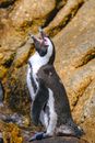 A Penguin on Brown Rocks Singing