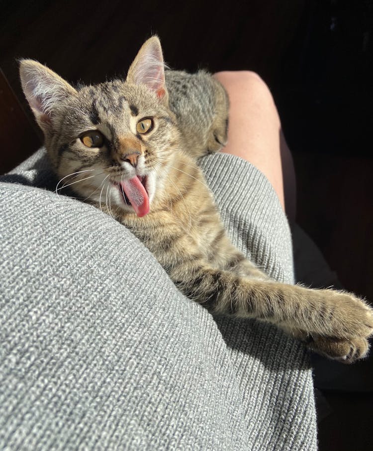 Cat Lying On A Pregnant Woman's Tummy