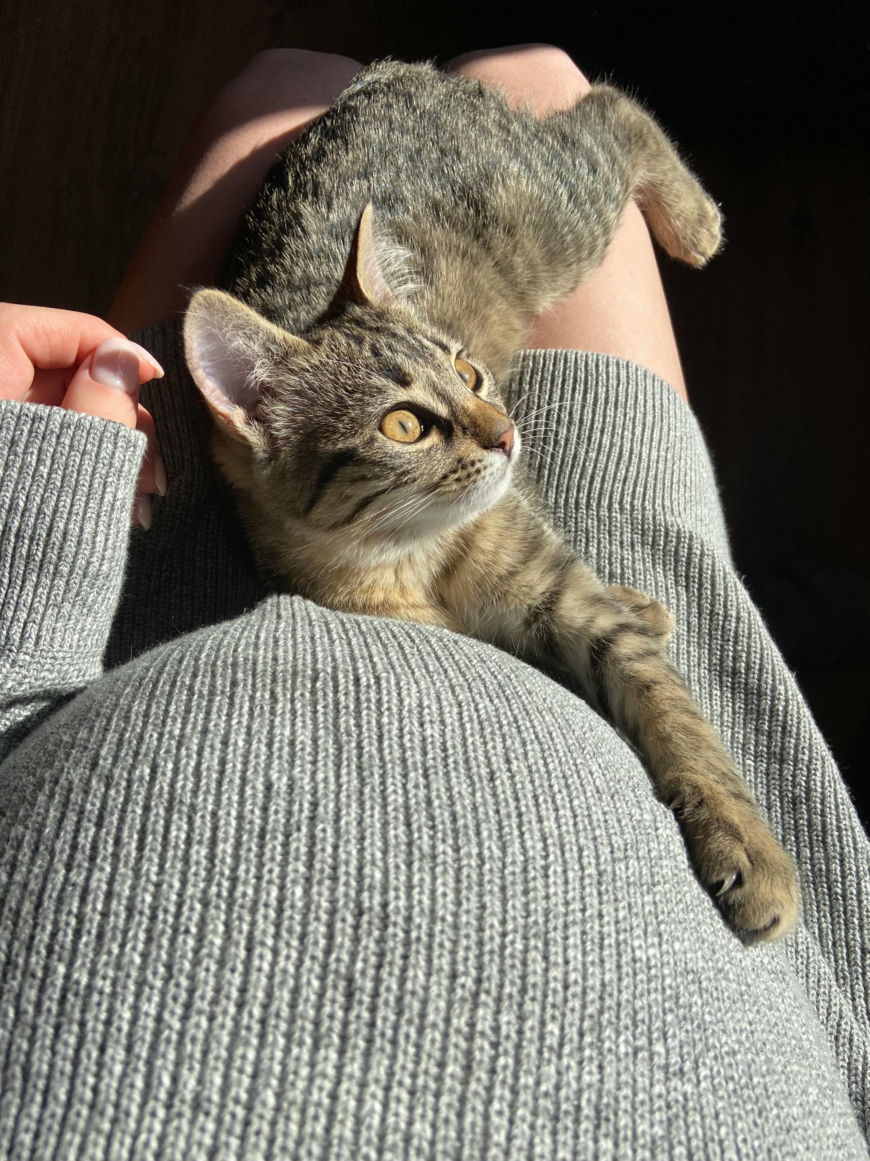 Crop pregnant woman caressing cute cat · Free Stock Photo