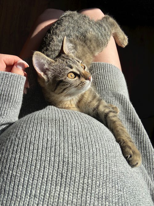 From above of unrecognizable pregnant female stroking adorable cat with brown fur while sitting in room with sunlight at home