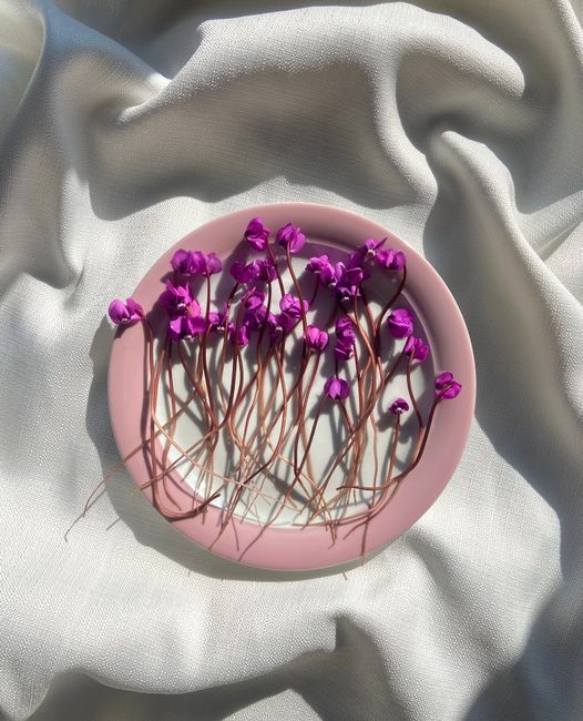 Top view of delicate bright small flowers in plate placed on creased white fabric in light room with sunlight at home