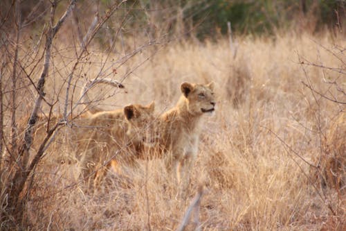 Gratis lagerfoto af afrika, løver