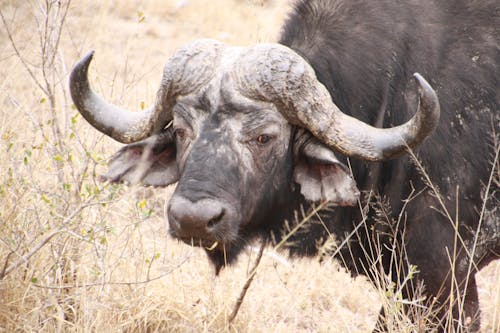 Δωρεάν στοκ φωτογραφιών με Αφρική, βουβάλι, ζώο σε άγρια κατάσταση
