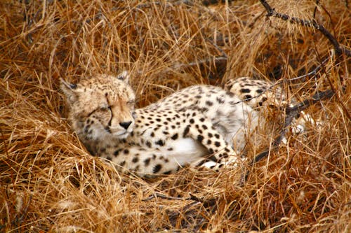 Gratis lagerfoto af afrika, dyr i naturen, gepard