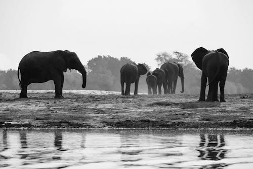 Gratis lagerfoto af afrika, dyr i naturen, elefanter