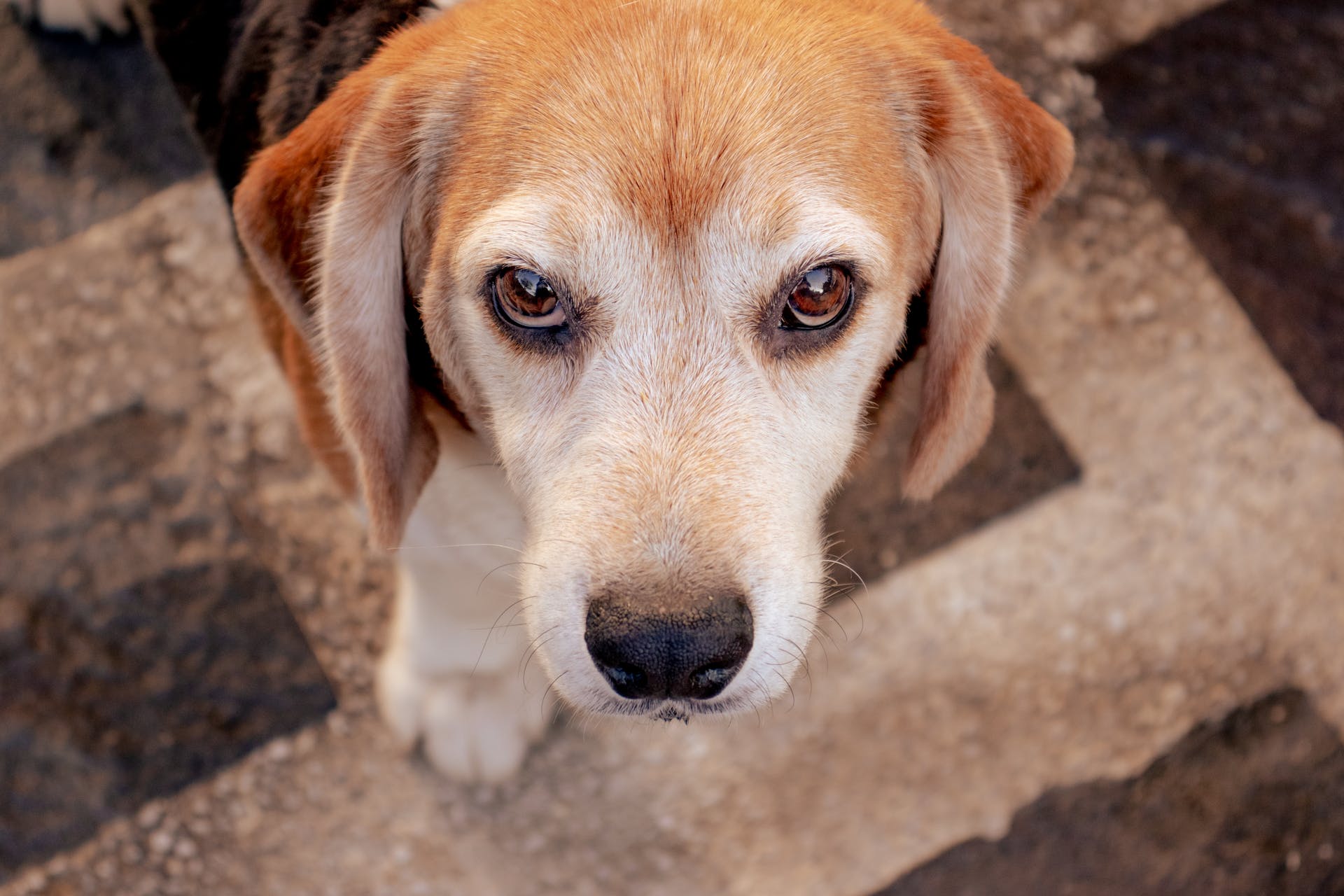 Witte bruine kortharige hond