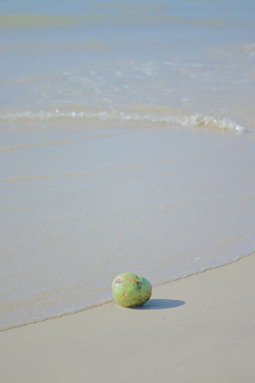 Free A lone coconut rests on a tranquil sandy beach with gentle ocean waves. Stock Photo