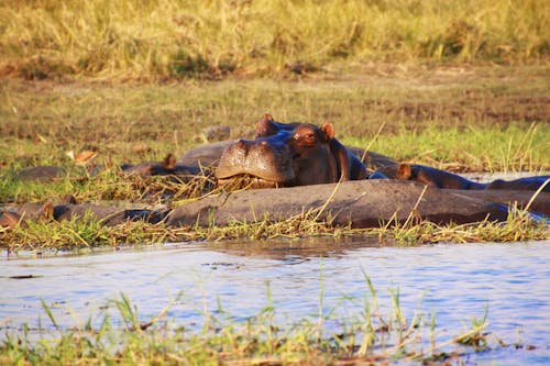 Gratis lagerfoto af afrika, dyr i naturen, flodhest