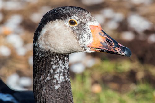 Close-Up Photograph of a Black and White Goose