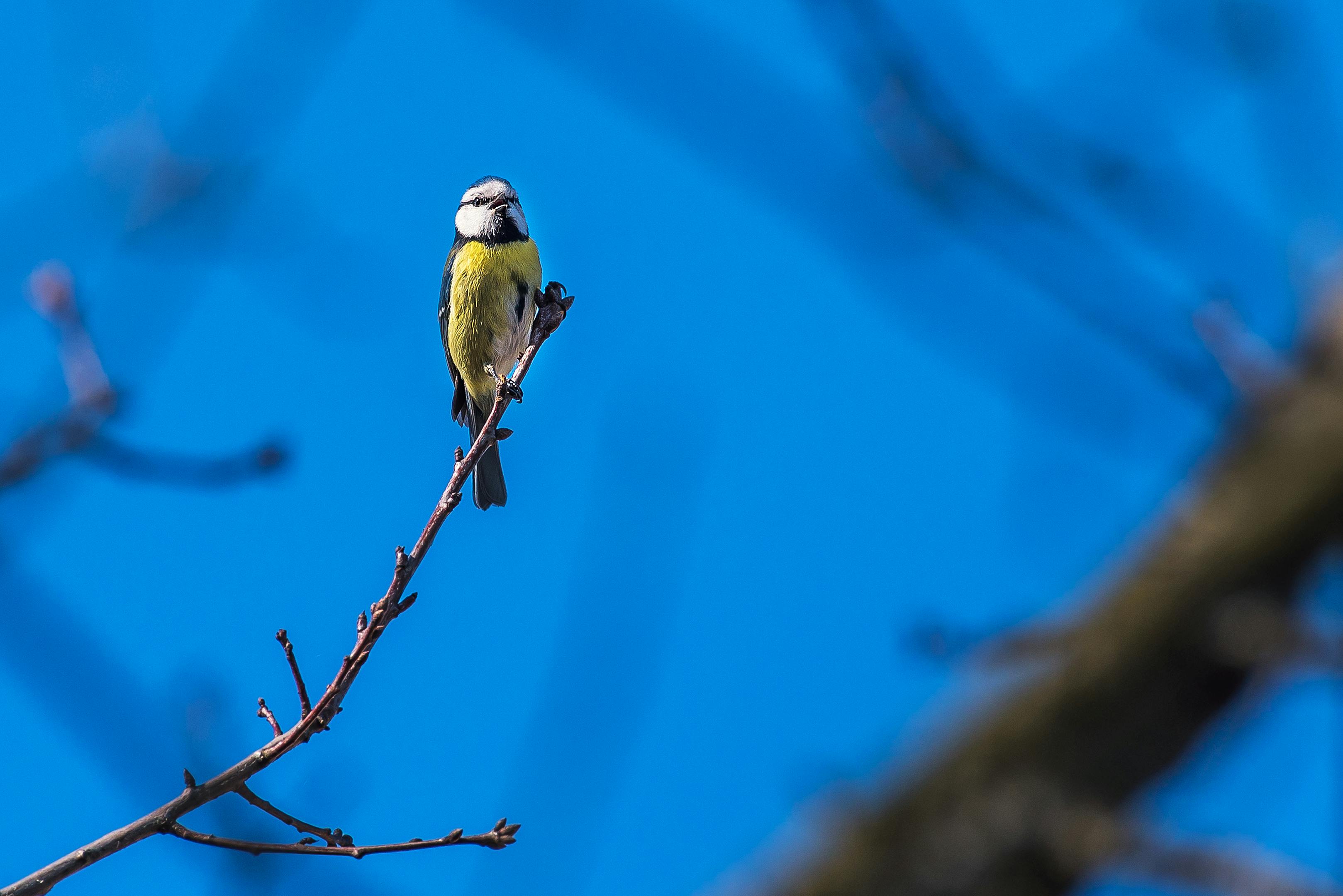 Selective Focus Photography of Eurasian Blue Tit Bird Coming Out from Brown  Wooden Birdhouse · Free Stock Photo